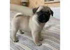 PUG PUPPIES FOR ADOPTION NEAR ME 
