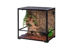 Creating the Ideal Habitat for a Crested Gecko