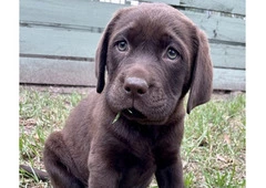 Labrador Retriever Puppies for Sale Victoria