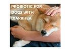 Introducing Pyravet: Natural Dog Probiotics for Vibrant Health!