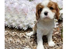 Cavalier King Charles Spaniel Puppies for Sale Victoria